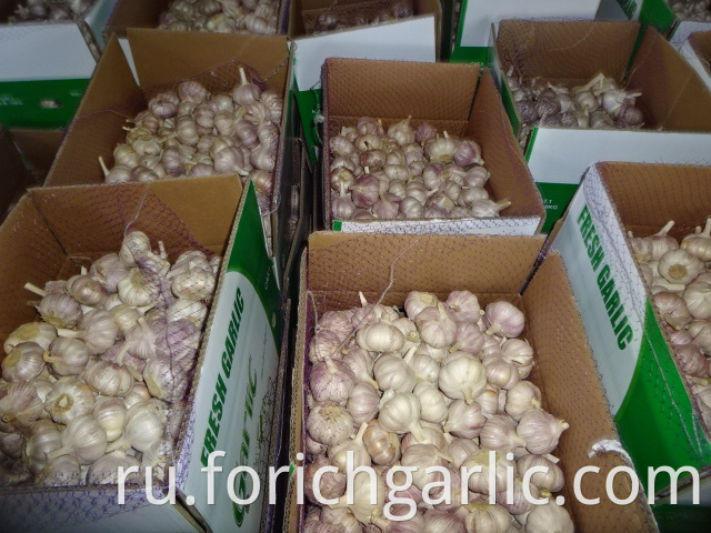 New Fresh Garlic